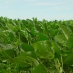 Paraguay se adhiere a esquema de certificación de semillas para soja y trigo