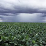 Hereford impulsa cruzamiento con cebú para aumentar hasta 25 % la productividad