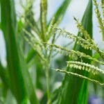Máquinas adaptadas, necesarias para potenciar la agricultura chaqueña