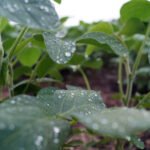 Tecnología de aplicación y el impacto en el manejo de enfermedades de la soja
