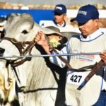 En primer año, Brahman Beef duplicó la intención de entrega de animales