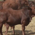 Zafra 2023/24: Todo el engranaje comienza a rodar