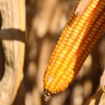 Nuevo hito: Paraguay exportó cerca de 8 millones de toneladas de soja