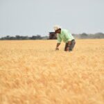 Arrancó la campaña de soja 2023/24 en medio de grandes desafíos