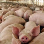 Sector arrocero solicitó medidas financieras especiales
