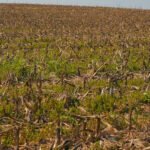 Arrancó la campaña de soja 2023/24 en medio de grandes desafíos