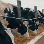 Alto Paraná: escenarios y desafíos en el control de enfermedades