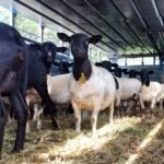Canindeyú registró la mayor suba en superficie de trigo durante el 2023