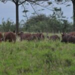 El trigo cerró su quinta rueda consecutiva a la baja