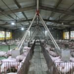 Demostración de máquinas agrícolas y ganaderas, otro plato fuerte de Expo Pioneros