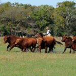 Dasagro proyecta una superficie 600 mil ha de zafriña con rinde promedio de 1550 kg/ha