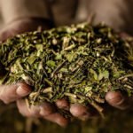 “El sorgo está en carrera, el maíz está golpeadito y la soja ya está tirando humo”
