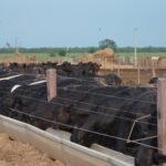 Brasil concentra casi el 70% de los envíos de la leche en polvo paraguaya