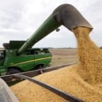 Faena de pollos aumentó 4.7 millones de cabezas