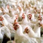 El novillo UE vale 10 centavos menos que la semana pasada