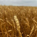 Precio del cerdo paraguayo cae a USD 1,71, pero sigue por encima de Brasil y Argentina