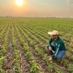 Algodoneros claman por mayor disponibilidad de variedades para el Chaco