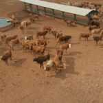 USD 28 millones más generaron los envíos de cuero hasta setiembre