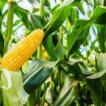 “El Niño” será el principal riesgo para la agricultura global en el 3er trimestre