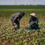 Identifican brecha de rinde de 2700 kg/ha de maíz de segunda zafra en el sur