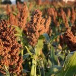 Envíos de productos forestales generaron USD 97,3 millones en 2024