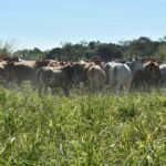 Faena porcina aumentó 19 % en enero de 2025