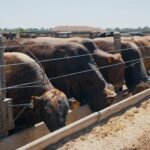 Faena de pollos aumenta levemente hasta mayo
