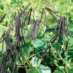 Se concretó importación de semen de búfalo de Colombia