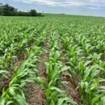 Expo Paraguay busca superar los G 15 000 millones en volumen de negocios