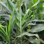 Sorgo: productores, academia y consultora delinean investigación sobre plagas
