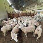 Precio de la soja al alza en medio de la guerra comercial entre China y EE.UU.