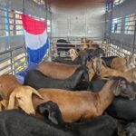 Aumentar el hato es el principal desafío del sector bubalino paraguayo