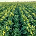 USDA proyecta envíos de 500 mil toneladas de carne bovina paraguaya en 2025