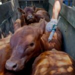 El campo paraguayo arrancó el año con crecimiento acumulado de 7,7%