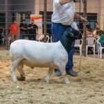 Diversificación de fechas de siembra y cultivos para mitigar riesgos en el Chaco