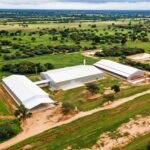 Pura calidad: 62 de cada 100 animales faenados son de carcasas premium y superior