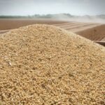UE flexibiliza parte de normativa antideforestación, pero mantiene exigencias para exportadores