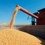 Ingreso por envíos de fibras de algodón mejoró 837 % en el primer bimestre