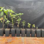 Mercado de carbono: Paraguay muestra potencial y desafíos técnicos