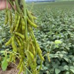 Detectan scrapie en Argentina en ovinos importados desde Paraguay