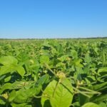 Altos costos de fertilizantes reducirían el área de trigo en el mundo