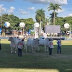 Sector porcino facturó 46 % más en exportaciones, al cierre de abril