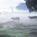 En varias zonas productivas se registraron las primeras heladas agronómicas del año