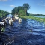 En un año, se redujo más del 40 % la faena de vacas y animales jóvenes